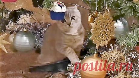 Вот для кого Новый Год настоящий Праздник! И Ёлочка - лучшая игрушка ))) А у вас есть домашние питомцы? Добавляйте их фото в комментариях под видео