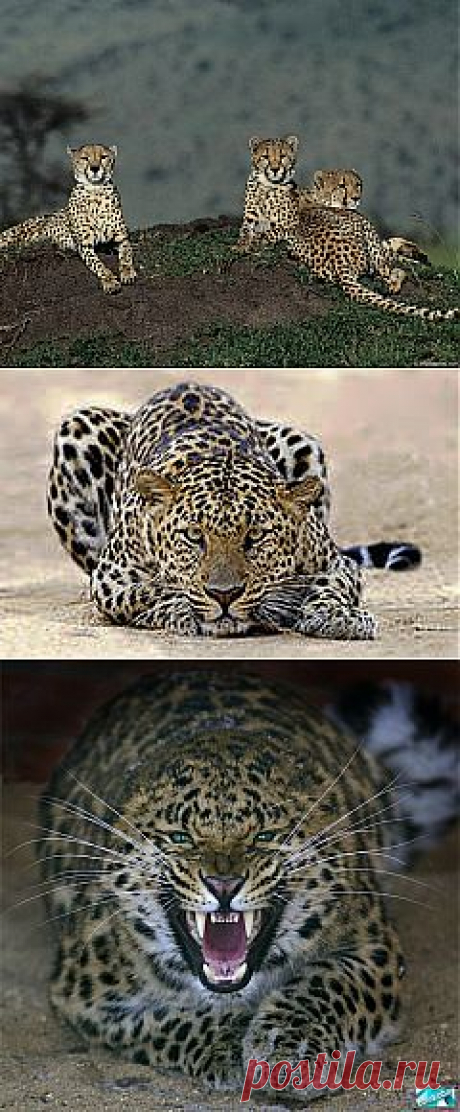 дикие кошки