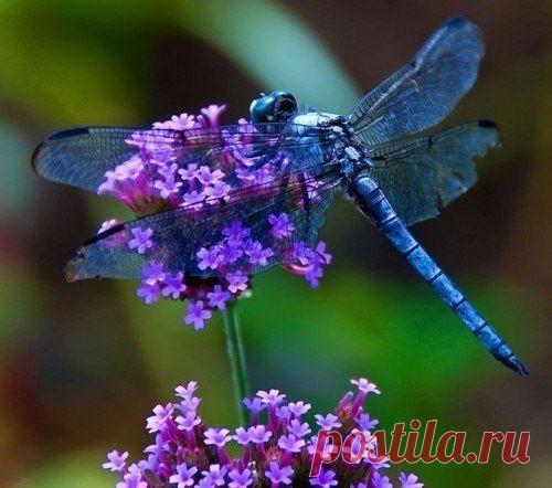 стрекоза