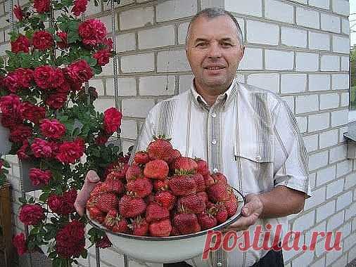 Совет садоводам,которые хотят сменить клубничное место