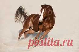 Животные обои (15339 фото) для рабочего стола, скачать картинки