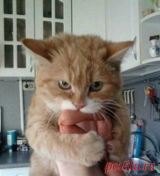 19 забавных проголодавшихся животных, глядя на которых невозможно не рассмеяться