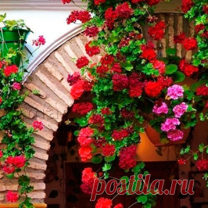 Секреты выращивания герани - МирТесен