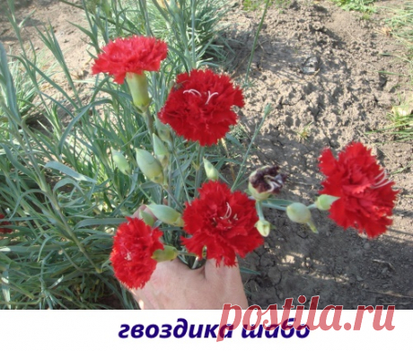 Гвоздика комнатная: уход, фото, пересадка Комнатная гвоздика – это микс сортов, которые отличаются компактными размерами и способностью культивирования в микроклимате помещения. В чем заключается уход за цветком в домашних условиях? Как сделать выращивание многолетней гвоздики в горшке правильным и результативным? Какие сорта для этого подходят?