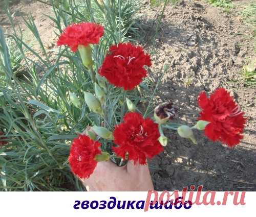 Гвоздика комнатная: уход, фото, пересадка Комнатная гвоздика – это микс сортов, которые отличаются компактными размерами и способностью культивирования в микроклимате помещения. В чем заключается уход за цветком в домашних условиях? Как сделать выращивание многолетней гвоздики в горшке правильным и результативным? Какие сорта для этого подходят?