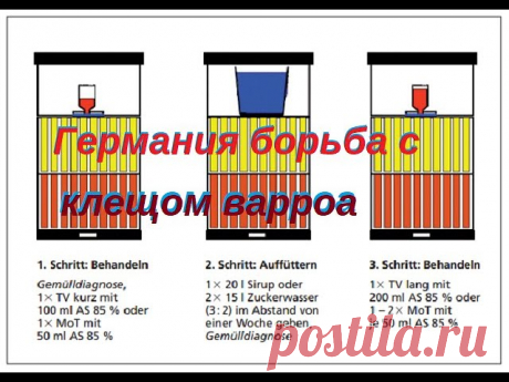 Клещ варроа подробная инструкция по обработке Подробная инструкция по обработке пчелиных семей против клеща варроа. В Германии применяют в основном три вида кислот, это муравьиная, молочная и щавельная. В ролике подробно рассказано и показано в какие сроки, дозировка и способы обработки пчелиных семей в Германии.