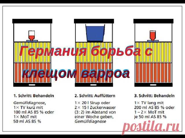 Клещ варроа подробная инструкция по обработке Подробная инструкция по обработке пчелиных семей против клеща варроа. В Германии применяют в основном три вида кислот, это муравьиная, молочная и щавельная. В ролике подробно рассказано и показано в какие сроки, дозировка и способы обработки пчелиных семей в Германии.