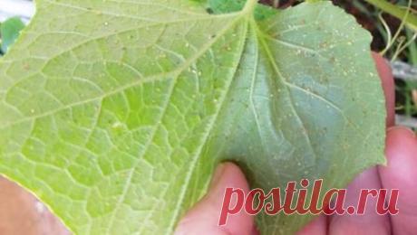 Тля на огурцах: внешний вид и способы уничтожения