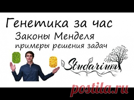 Генетика за час! Законы Менделя, решение генетических задач. Подготовка к ЕГЭ по биологии. Часть 1