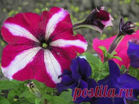 Грошики фантазий: Петунии.