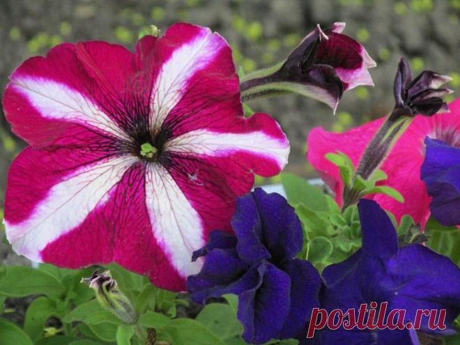 Грошики фантазий: Петунии.