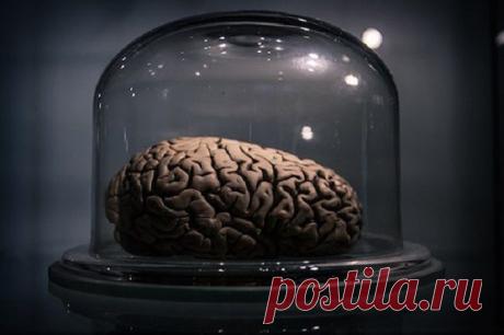 33 впечатляющих факта о работе головного мозга. Будь осторожнее, прислушайся к факту № 32!