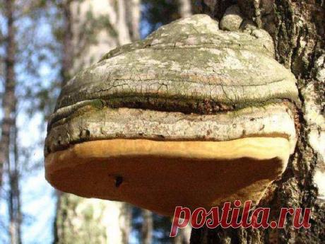 По результатам последних исследований в мае 2017 года новозеландские учёные внесли гриб чагу в десятку самых полезных продуктов для здоровья.
Он укрепляет иммунитет и оказывает обеззараживающее действие.
Показать полностью…