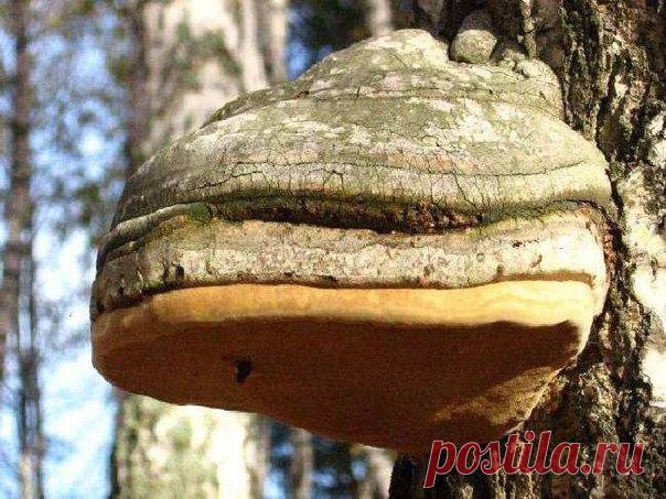 По результатам последних исследований в мае 2017 года новозеландские учёные внесли гриб чагу в десятку самых полезных продуктов для здоровья. 

Он укрепляет иммунитет и оказывает обеззараживающее действие.
Показать полностью…