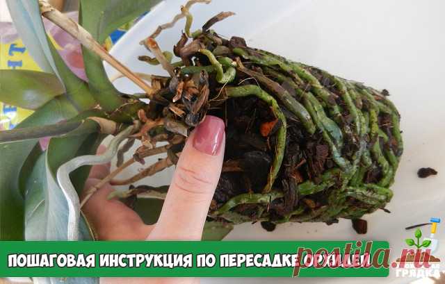 ПОШАГОВАЯ ИНСТРУКЦИЯ ПО ПЕРЕСАДКЕ ОРХИДЕЙ 

Мы эту информацию собирали по крупицам, сохраняйте для себя и делитесь с друзьями. Старались для вас, дорогие). В интернете такого не найдете.

Шаг 1

Достаньте орхидею из горшка и положите её в широкий таз. Чтобы вам легче было вытащить орхидею, помните слегка стенки горшка. Если это не поможет – аккуратно, чтобы не повредить воздушные корни фаленопсиса, разрежьте или разбейте старый горшок.

Обычно, чем сильнее развита корневая...