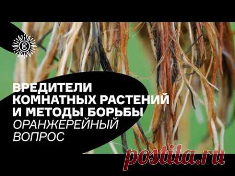 Вредители комнатных растений и методы борьбы. Оранжерейный вопрос