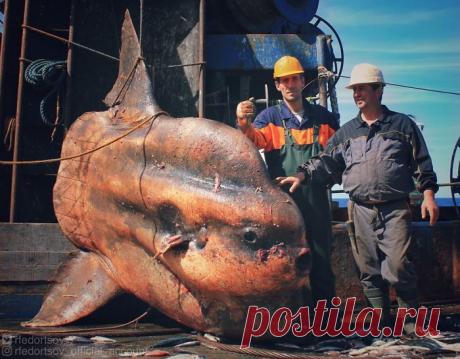 Ужасные морские чудовища на снимках мурманского рыбака (береги глаза)