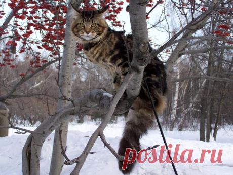 рябина картинки и фото: 108 тыс изображений найдено в Яндекс.Картинках