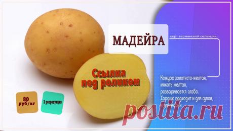 Картофель мадейра описание сорта Огород без хлопот - информационный сайт для дачников, садоводов и огородников.