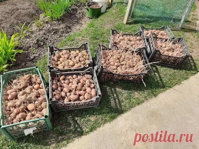 Зачем класть в лунку с картошкой луковую шелуху: старинный метод, который избавит от колорадского жука. Старые огородные хитрости часто кажутся суеверием, пока не проверишь их на практике.