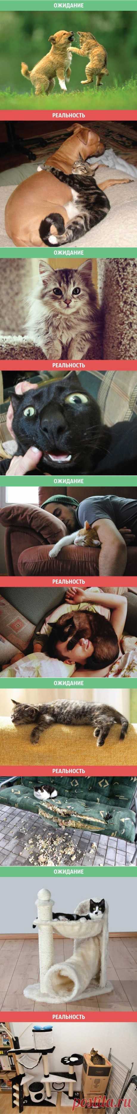 Жизнь с котом: ожидание против суровой реальности / Питомцы