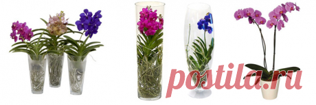 Как ухаживать за орхидеей в горшке - Сайт my-orchids.ru