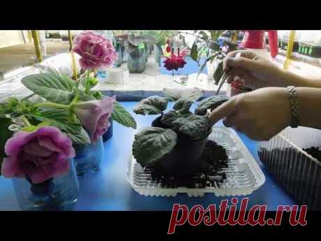 🌹🌹🌹ФИАЛКА ОТЦВЕЛА ! КАК ВЫЗВАТЬ НОВУЮ ВОЛНУ ЦВЕТОВ !