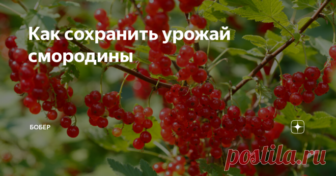 Как сохранить урожай смородины Советы и рекомендации от Октябрины Ганичкиной.