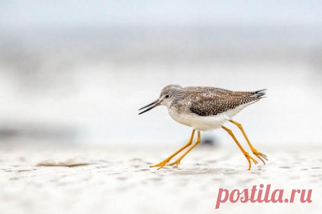 Птичий конкурс Audubon Photography Awards 2021