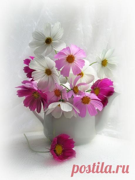 Прекрасная космея в картинах русских художников