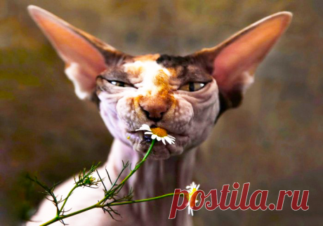 Ромашка успокаивает 💐 ☺