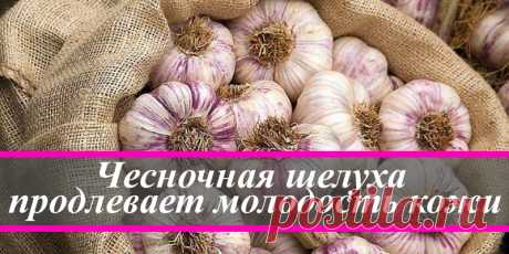Чесночная шелуха продлевает молодость кожи | Полезные советы
