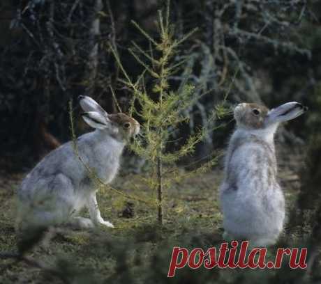 Защита плодовых деревьев от грызунов зимой