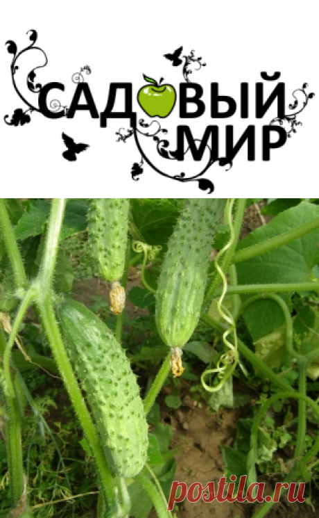 Почему горчат огурцы?