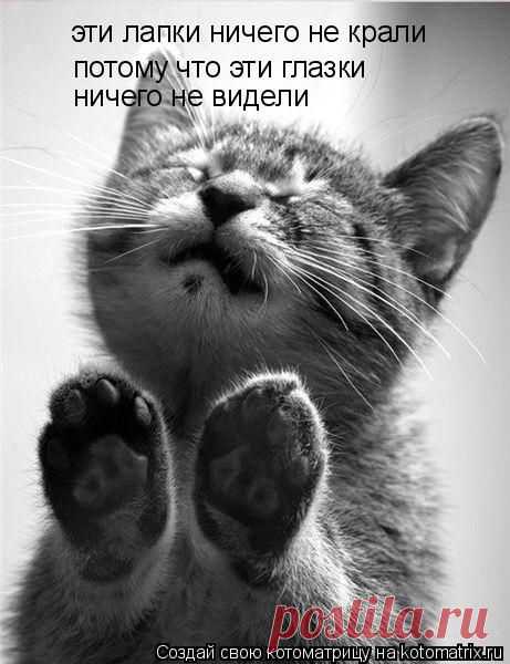 БЫТЬ ПЕРВЫМ (КОТОМАТРИЦА)