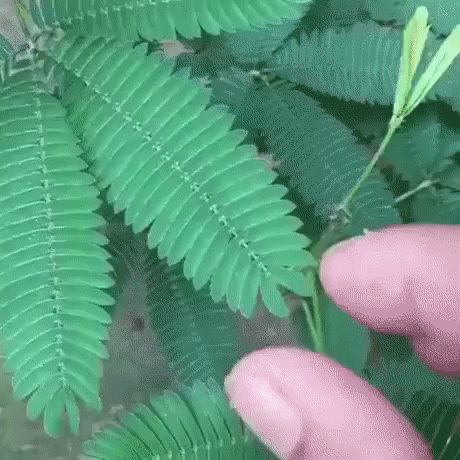 А Вы знаете, что это за растение?