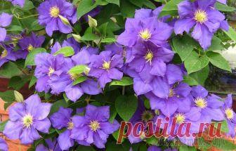Какие бывают клематисы - обзор групп, лучшие сорта Ассортимент клематисов сегодня чрезвычайно широк.