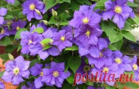 Какие бывают клематисы - обзор групп, лучшие сорта Ассортимент клематисов сегодня чрезвычайно широк.