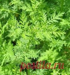 Полынь однолетняя - Пряновкусовые и зеленные культуры
