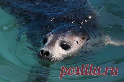 Работники мурманского завода повстречали свое животное-талисман. Работники судостроительного завода «Нерпа» в Мурманской области встретили животное-талисман своего предприятия. Местные жители в соцсетях отметили, что каждый год с нетерпением ждут появления нерп, поскольку животное вселяет в них надежду и является «счастливым талисманом». Они смогли заснять талисман на камеру.