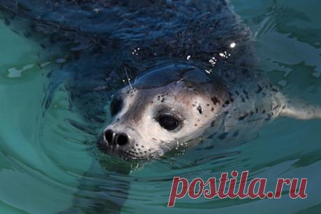 Работники мурманского завода повстречали свое животное-талисман. Работники судостроительного завода «Нерпа» в Мурманской области встретили животное-талисман своего предприятия. Местные жители в соцсетях отметили, что каждый год с нетерпением ждут появления нерп, поскольку животное вселяет в них надежду и является «счастливым талисманом». Они смогли заснять талисман на камеру.