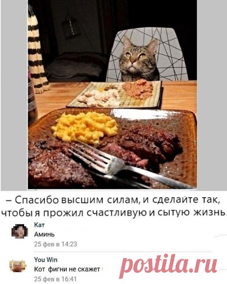 Подборка фотографий котов и кошек со смешными надписями — Убойный юмор
