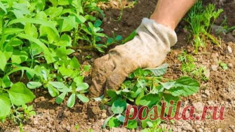 Искореняю сорняки за 10 дней до заморозков. Простой способ подготовить участок к зиме Статья автора «О Фазенде. Загородная жизнь» в Дзене ✍: Понимаю, что многие сейчас в панике - октябрь на носу, а участок выглядит как заброшенное поле!