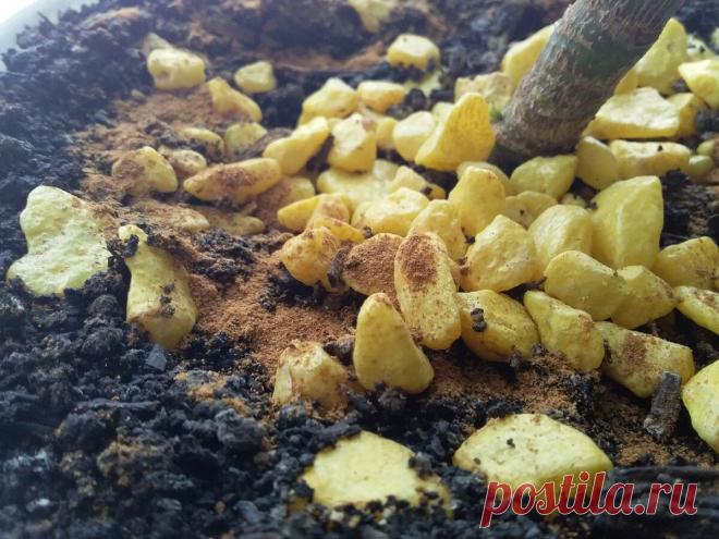 Зачем я добавляю корицу в цветочные горшки, а рассаду поливаю аспирином | Три тыщи до зарплаты | Яндекс Дзен