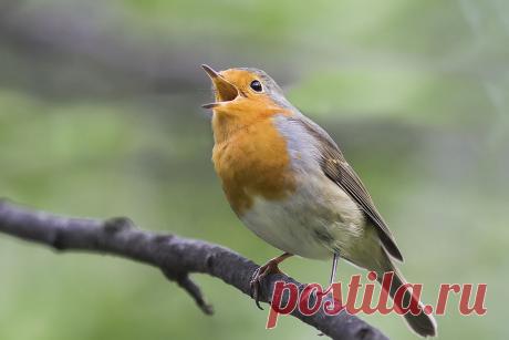 Фото: © Наталья Бачкова. Метки: зарянка.
| на бис — National Geographic Россия
