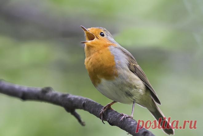 Фото: © Наталья Бачкова.  Метки: зарянка.  
|  на бис — National Geographic Россия