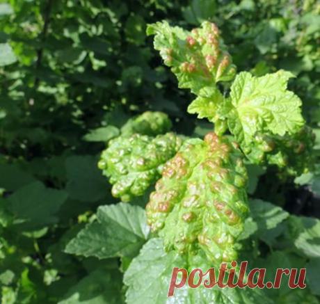 Gardening | Избавляемся от тли и муравьев без химии