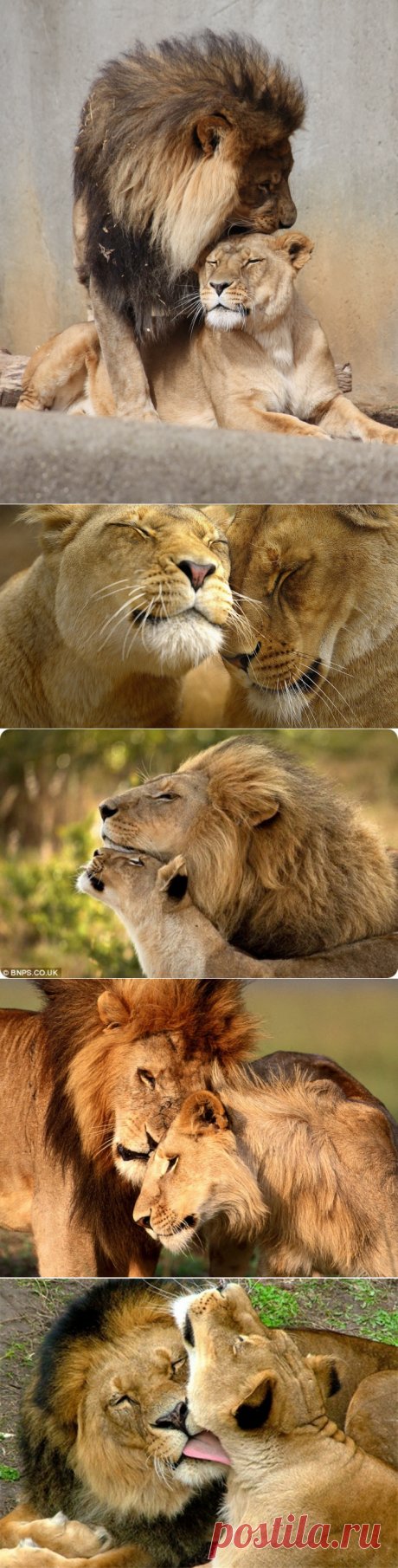 Фото лев и львица любовь