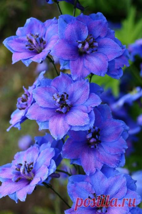 Delphinium 'Fenella'