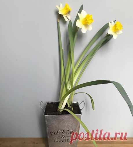 Больше, чем цветы 🖤 в Instagram: «Возвращаюсь к обычным любимым размеренным делам после 1,5 недели #8марта 😁  17 марта я проведу эфир вместе с @craftdecor.ru о живых цветах…» 37 отметок «Нравится», 2 комментариев — Больше, чем цветы 🖤 (@morethanflowers_msk) в Instagram: «Возвращаюсь к обычным любимым размеренным делам после 1,5 недели #8марта 😁  17 марта я проведу эфир…»